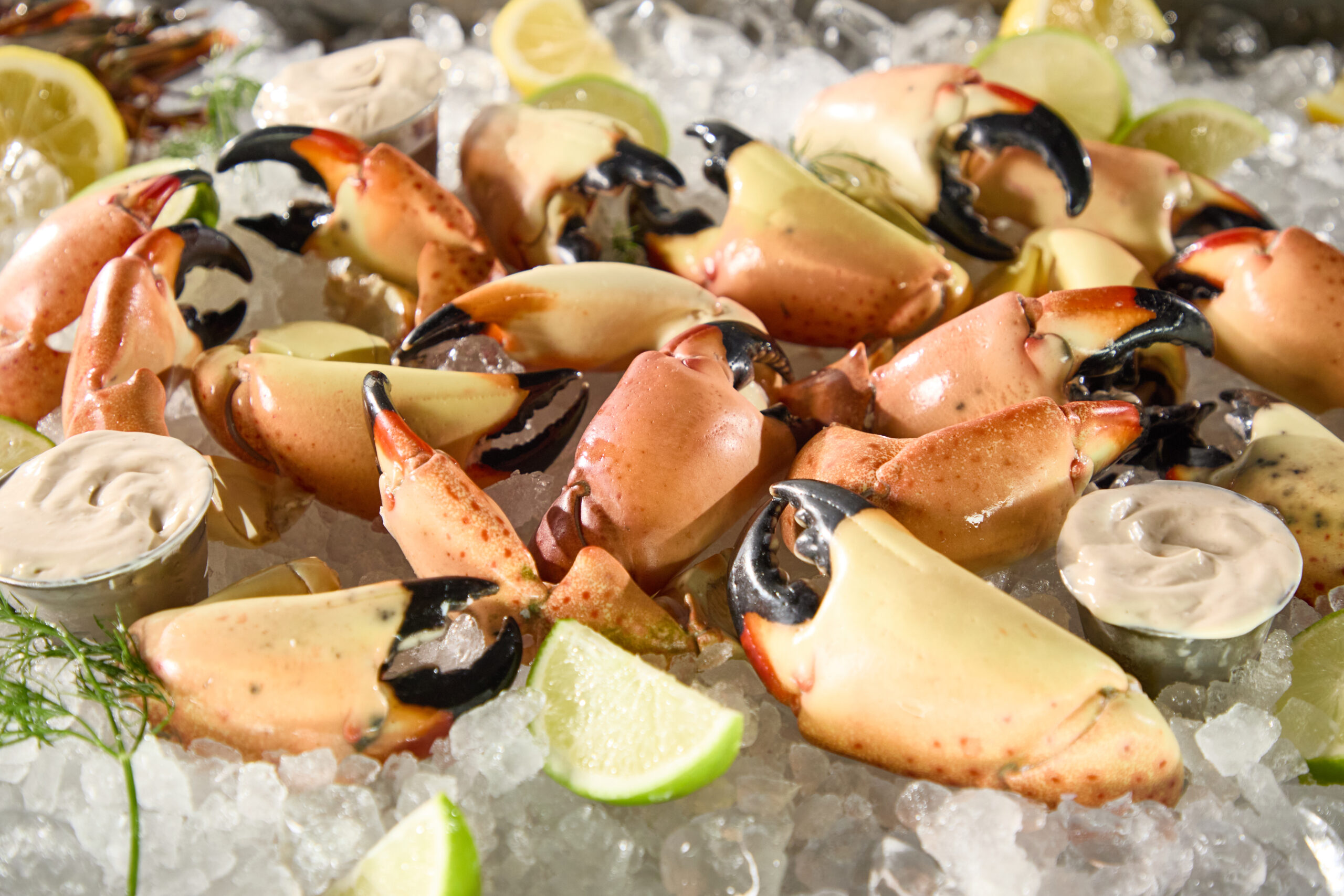 A pile of Fresh-Caught Florida Stone Crab Claws is arranged on crushed ice with lime and lemon wedges, garnished with dill, and served alongside small cups of creamy dipping sauce.